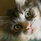 Illustration for article titled Shooting Challenge Pets Gallery 6